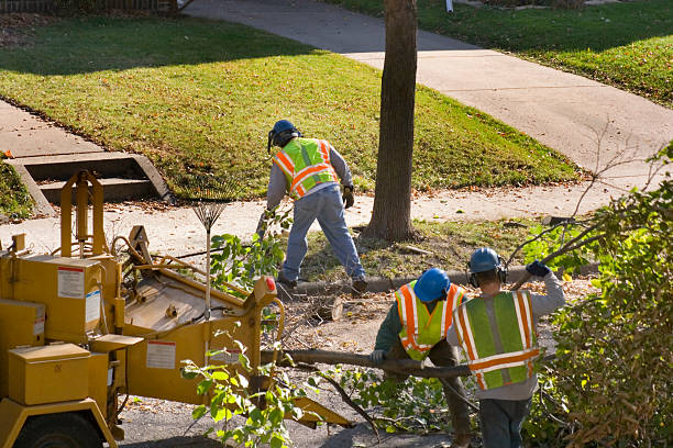 Best Arborist Consultation Services  in Watertown, NY